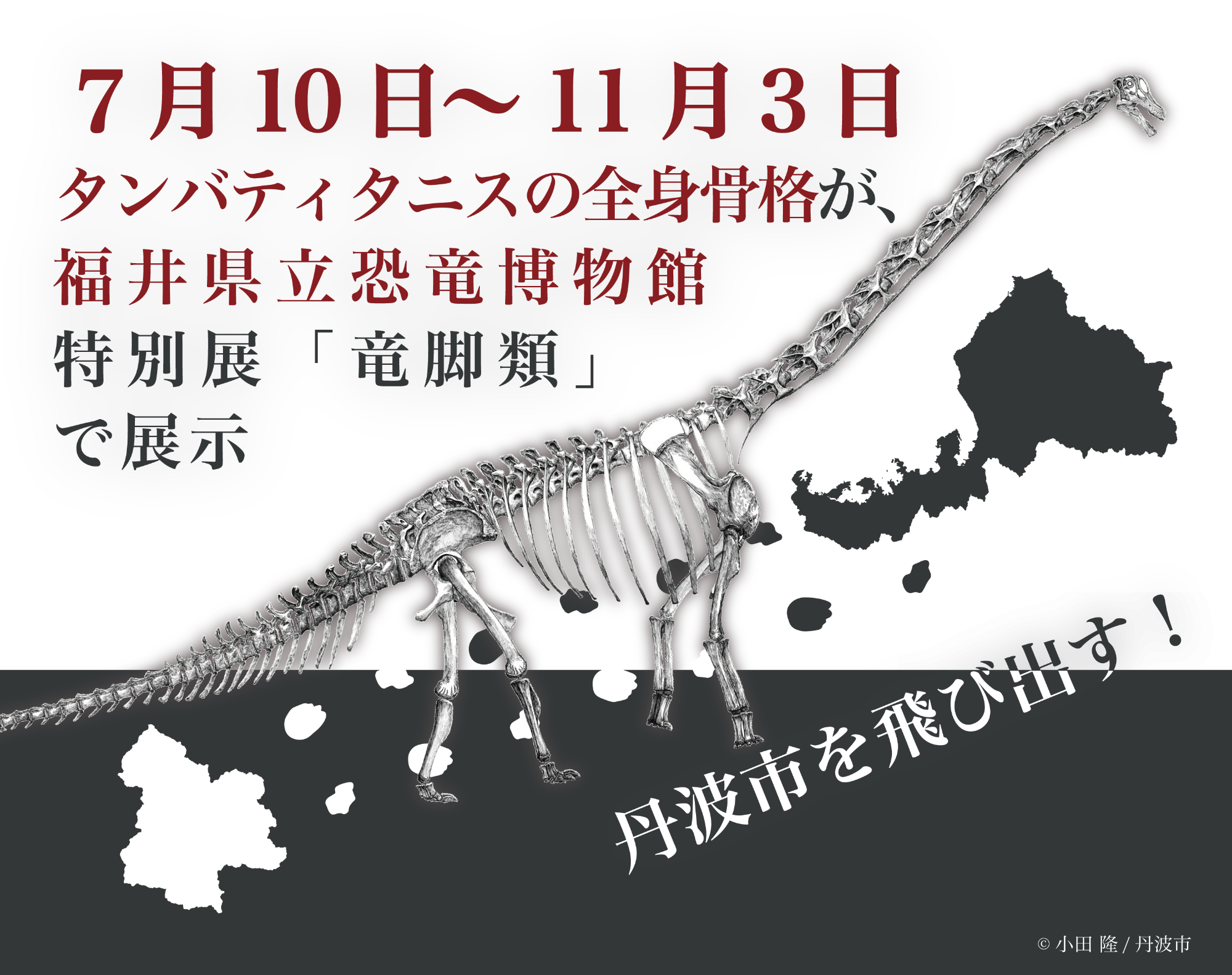 特別展_竜脚類にてタンバティタニスの全身骨格展示