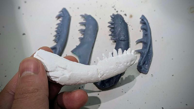 アゴの化石レプリカ画像