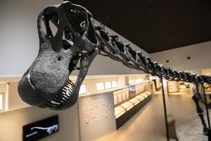 全身骨格標本一部