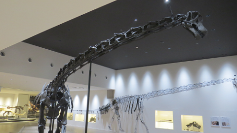 ゾーン3丹波のキセキの展示 首の長い恐竜の骨格標本が展示されている