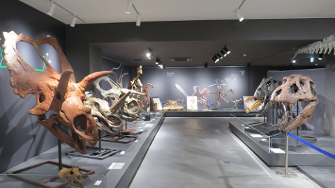 ゾーン4生命のあゆみの展示 恐竜の頭蓋骨が複数展示されている