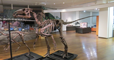 プロバクトロサウルス 全身骨格